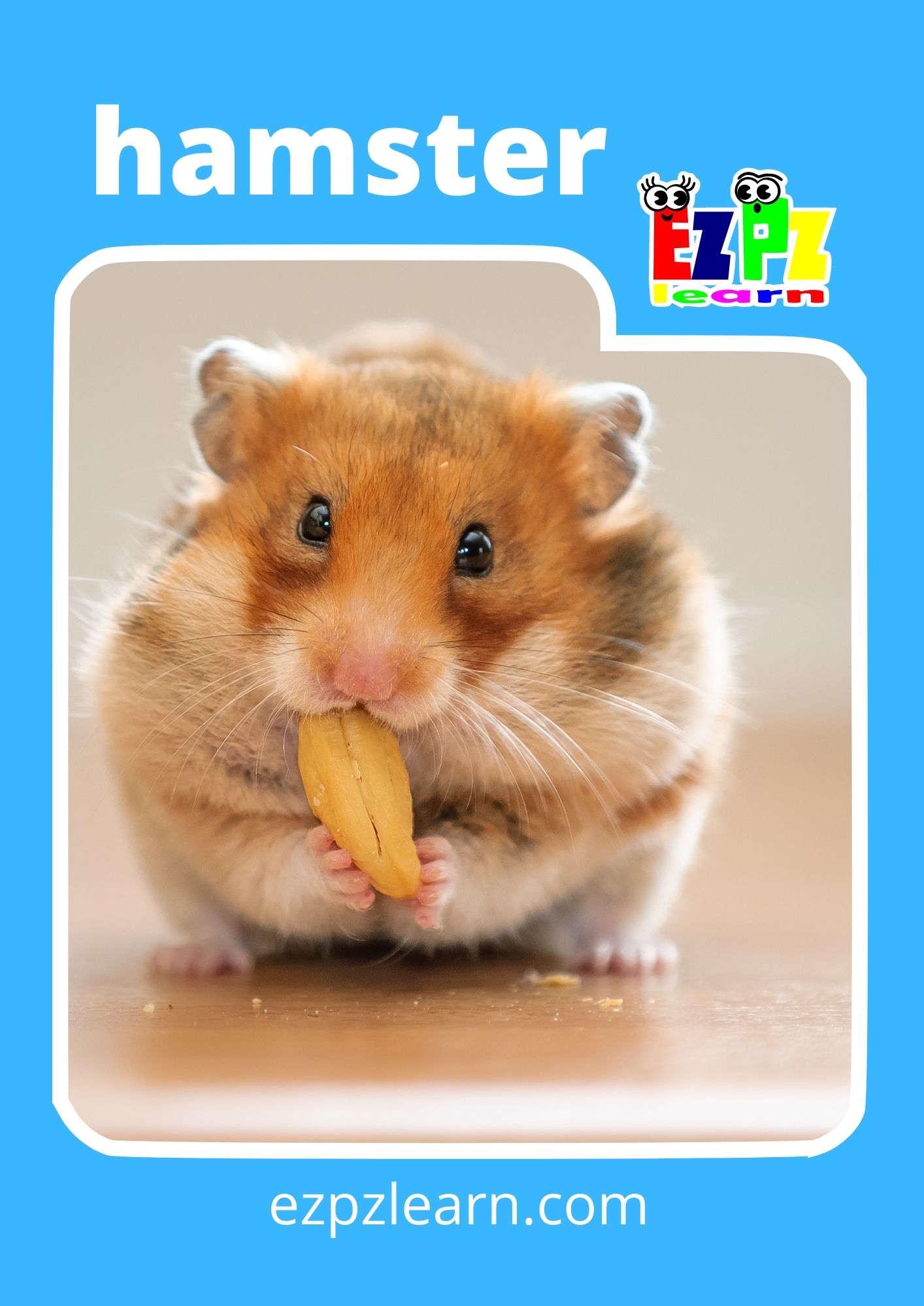 hamster